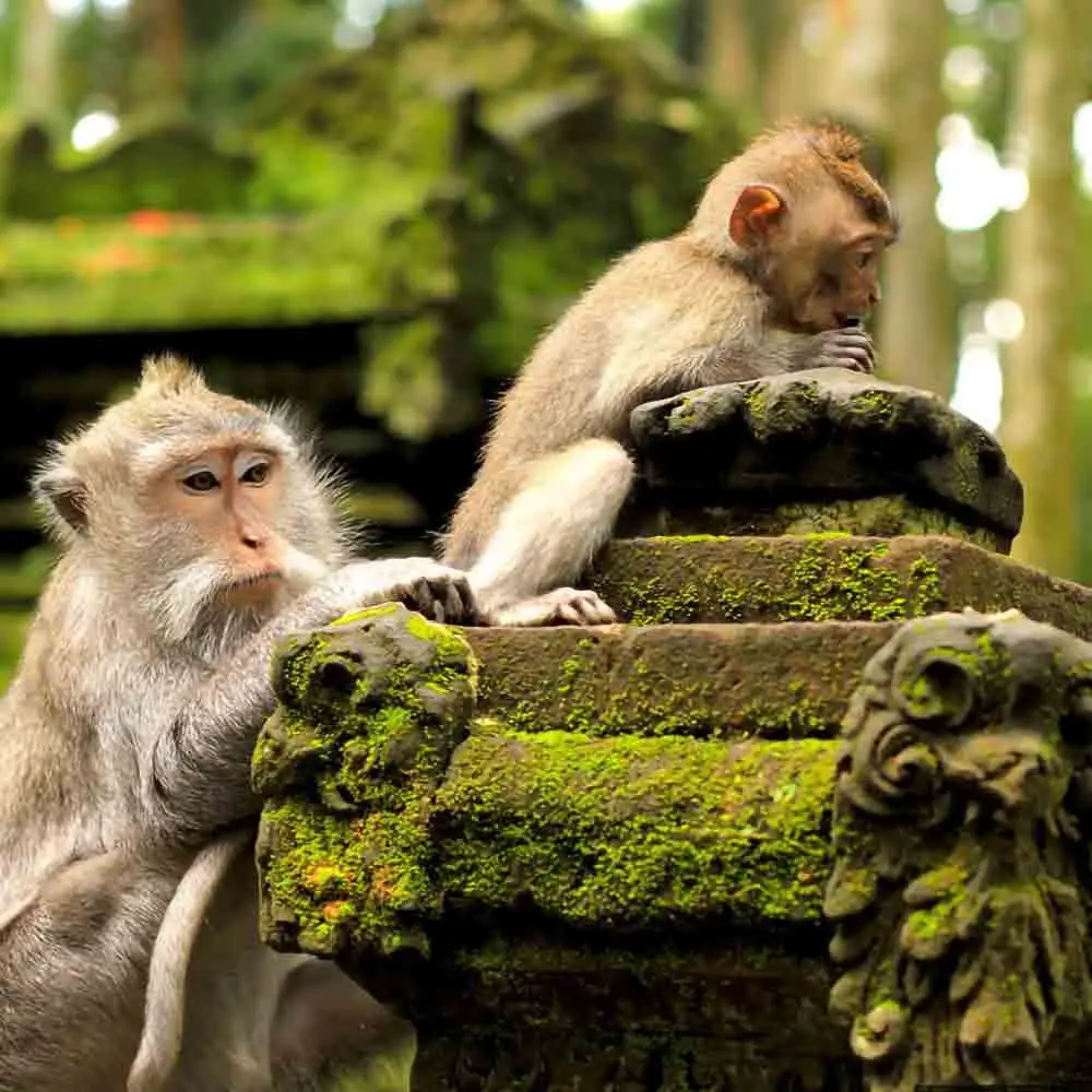 Sangeh-Monkey-Forest