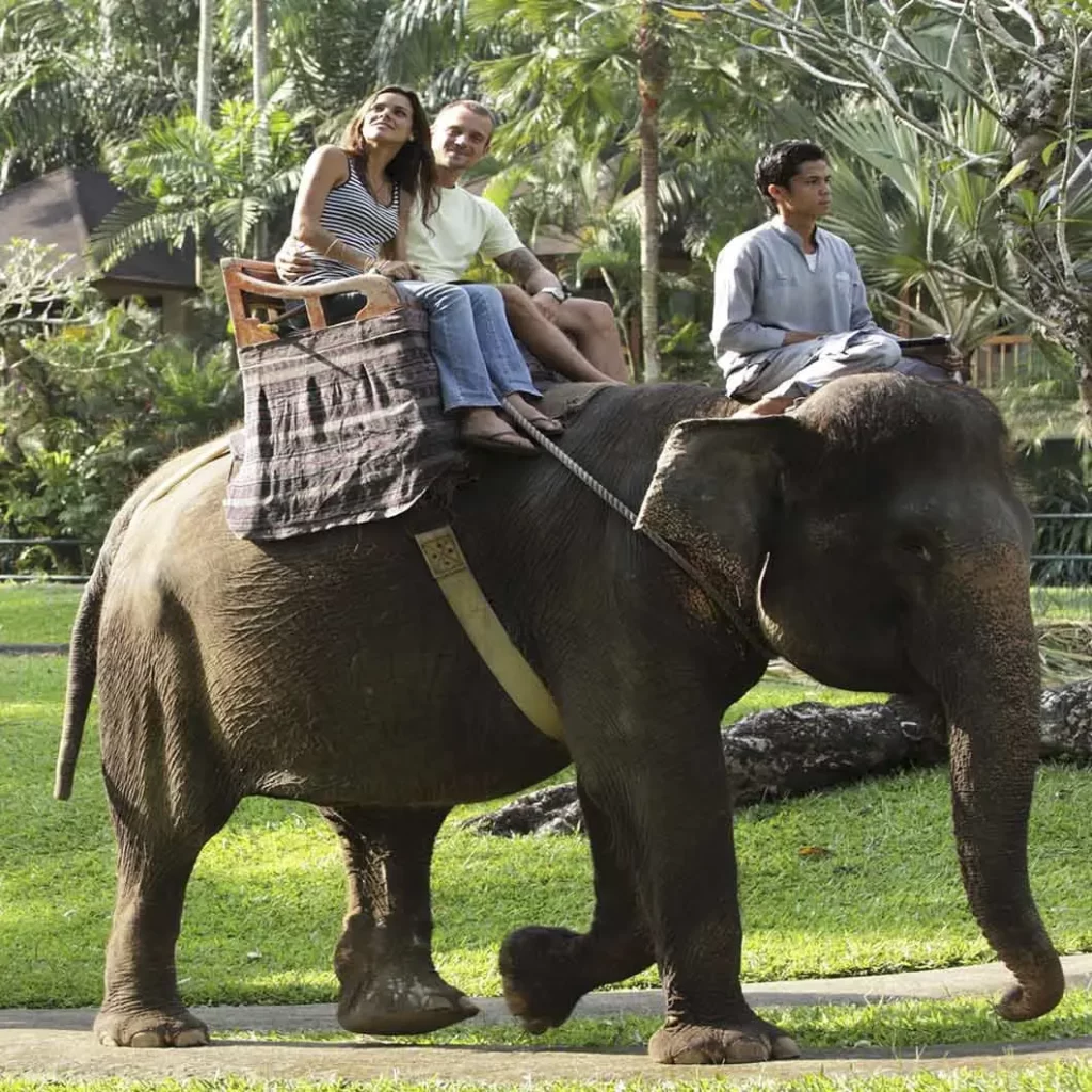 balielephantsafari-1