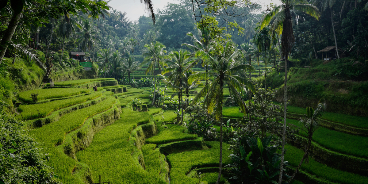 Bali Swing jungle and rice terrace view