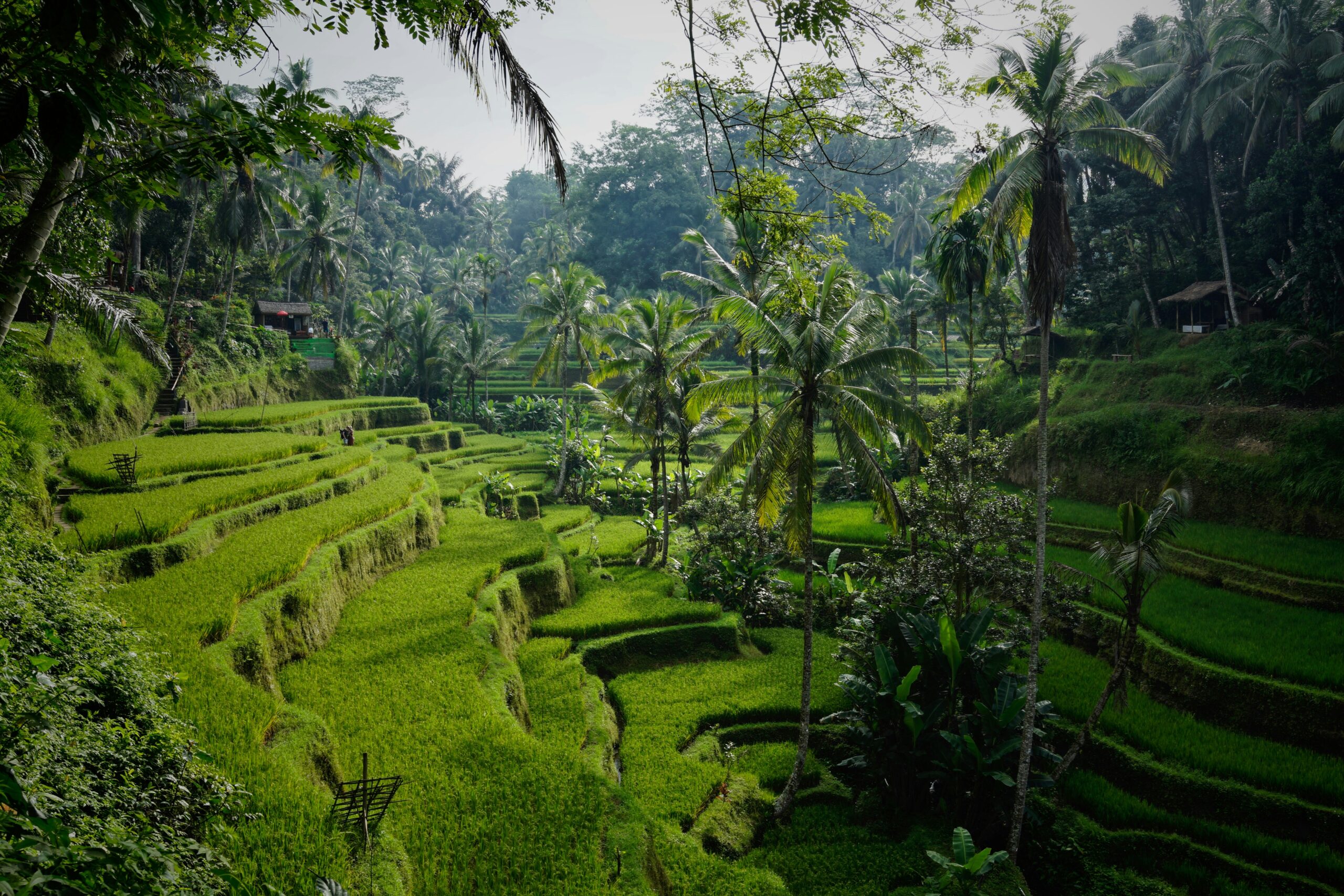 Bali swing over tropical jungle near Ubud